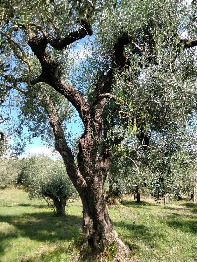 Bed and Breakfast Casale Del Tempo Lento Narni Esterno foto